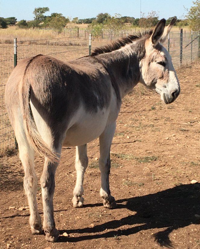 Zeus the Gelding