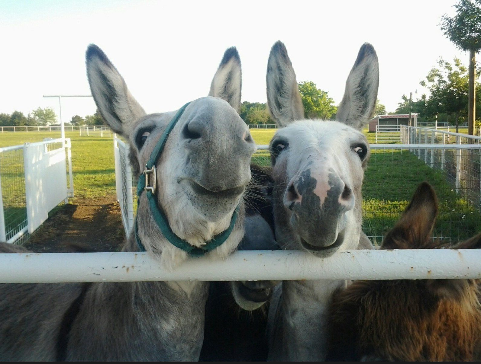 Two donkeys looking over a ranch fence