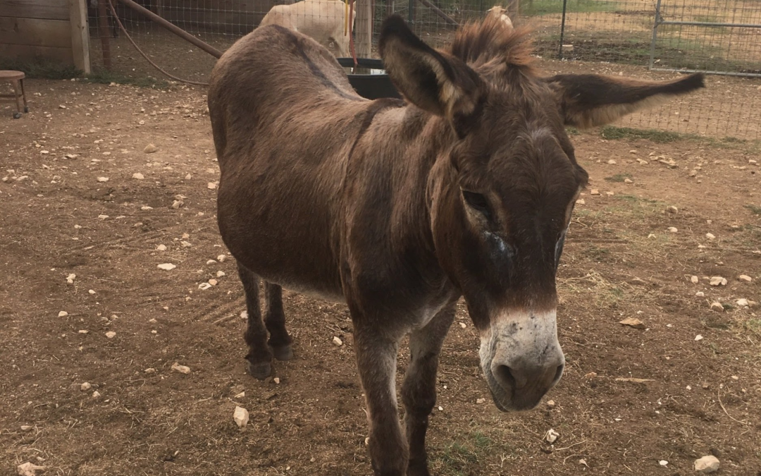 BonBon The Jenny Donkey