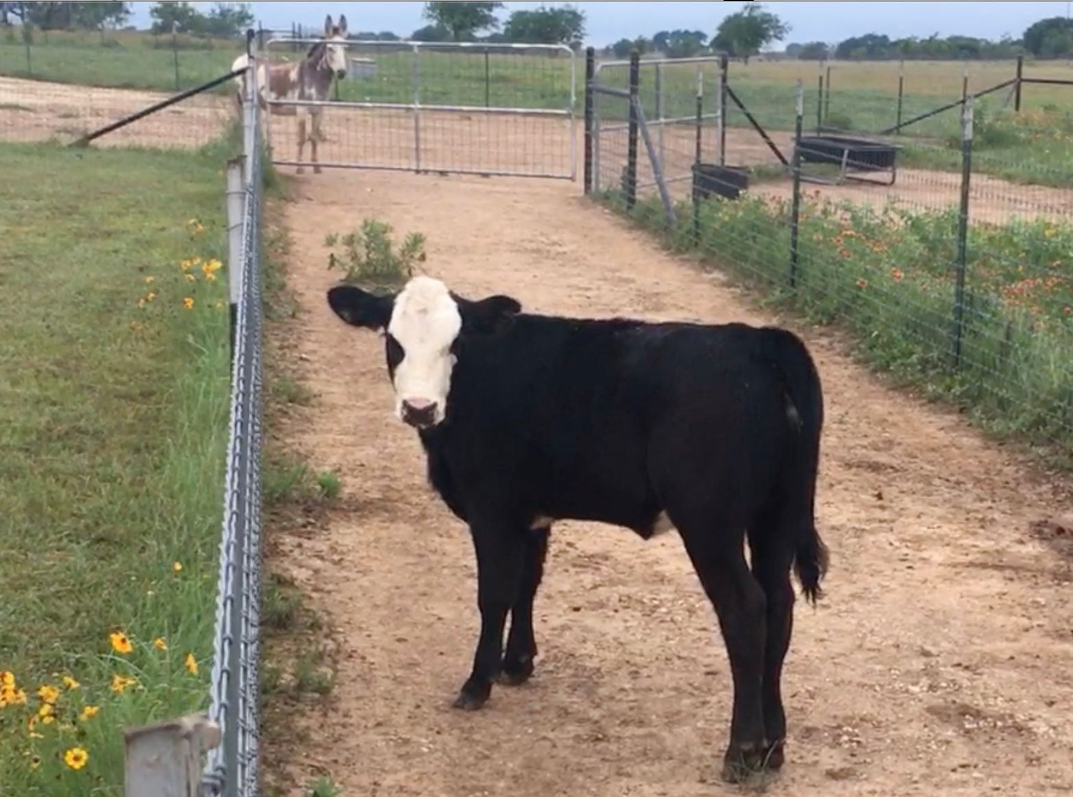 Visit from Wandering Heifer Calf