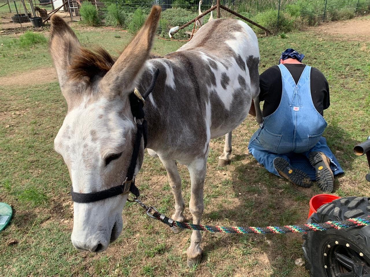Callie the Jenny Donkey