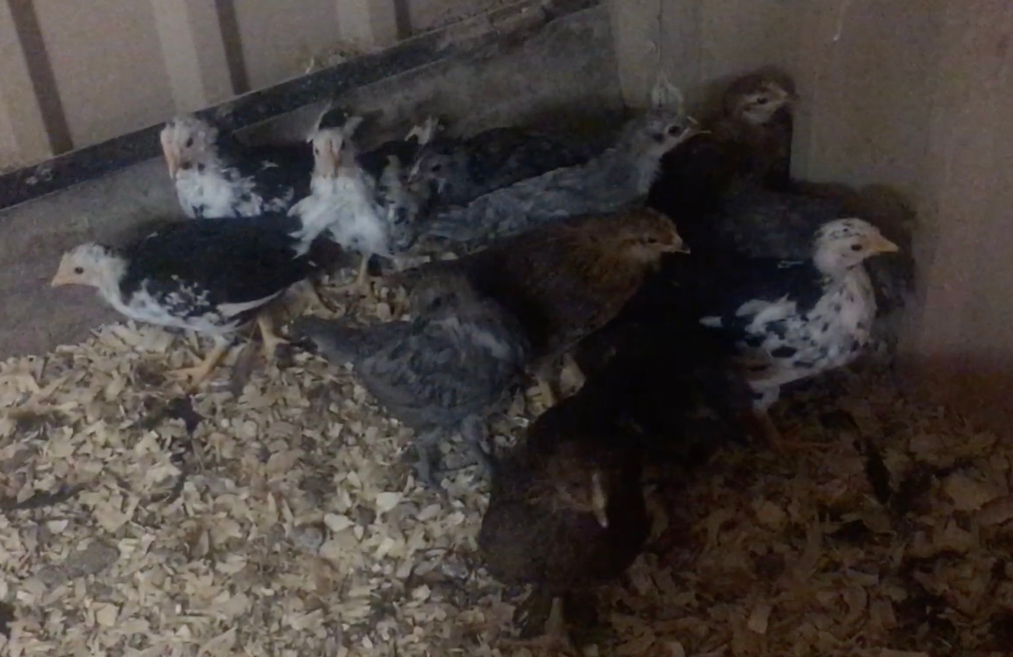 Easter Eggers, Anconas, Blue Stars Coming Along
