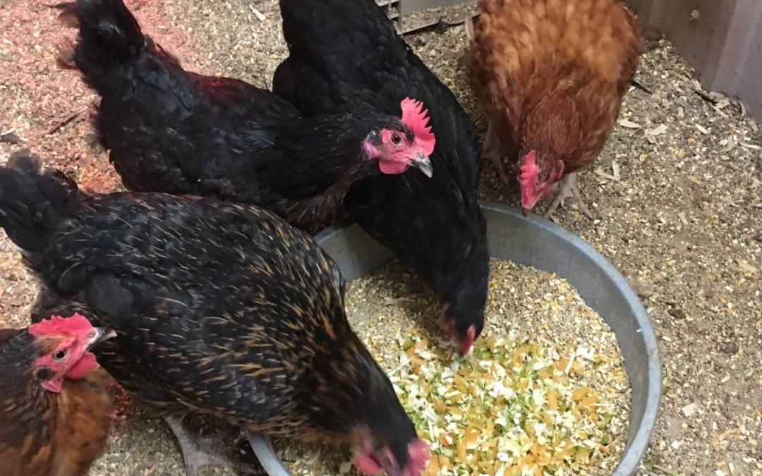 Chicken Keeping Tips