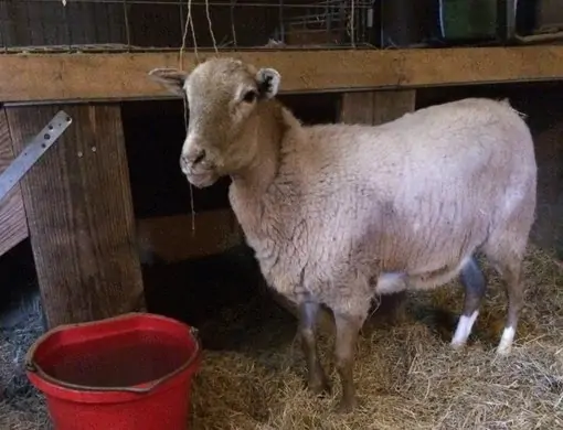 A sheep in the barn next to a red water bucket
