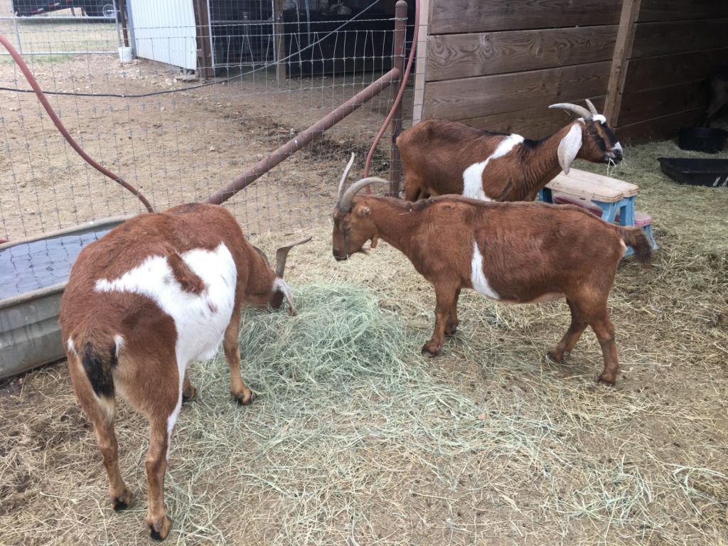 Goats eating hay outside the barn