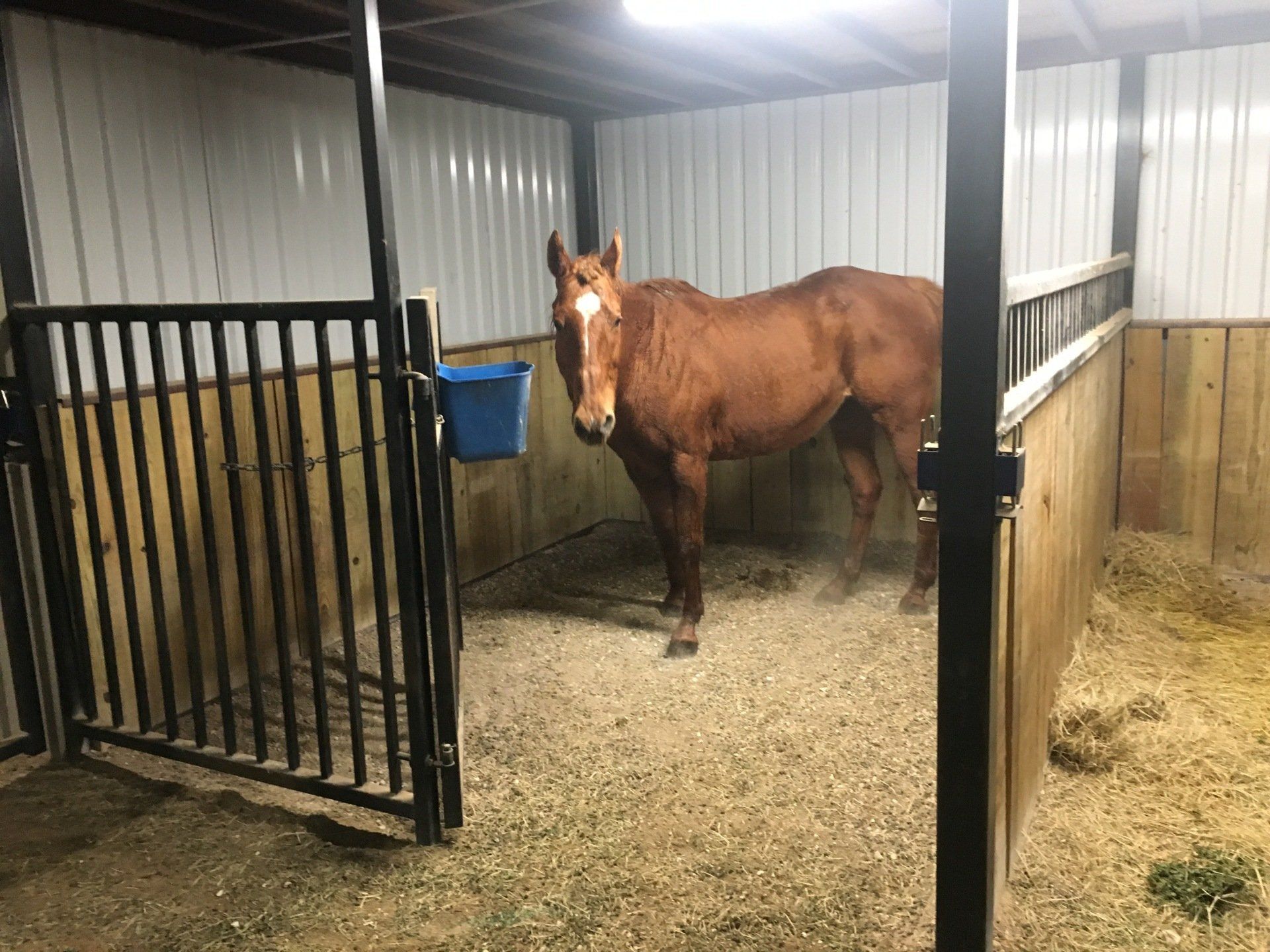 A horse in its barn stall