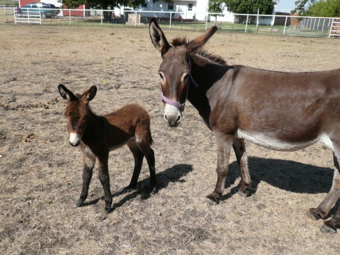 Nestle the Gelding Donkey